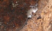 A rodent of the Melomys genus (photo by Carlos Bocos)
