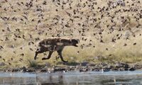 Spotted hyena hunts for small bird at a waterhole in Namibia (photo: Miha Krofel)