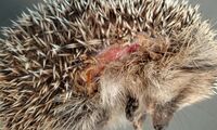Hedgehog with cut injuries (photo: Editha Schneider)