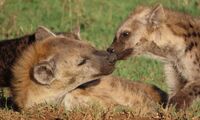 Spotted hyenas in the Serengeti National Park in Tanzania (photo: Sarah Benhaiem)