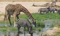 Zebras and giraffes in Ruaha National Park (photo: Claudia Schmied)