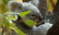 Koala (photo: Norbert Potensky)
