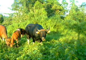 Banteng Author: Petra Kretzschmar/Leibniz-IZW