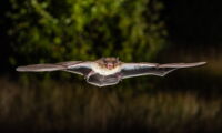Pipistrellus nathusii  Author: Christian Giese