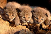Lynx Cubs, Photo by Iberian Lynx Ex-situ Conservation Programme