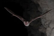 Vampirfledermaus, Brock Fenton.