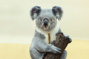 Koala, Autor: Daniel Zupanc