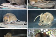 Bandicota indica, Leopoldamys edwarsi, Maxomys surifer, Mus cookii, Rattus exulans, Rattus tanezumi (von links nach rechts). | Fotos: Serge Morand/IZW