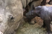 Neugeborenes Südliches Breitmaulnashorn, eineinhalb Stunden nach der Geburt im Salzburger Zoo. Foto: Robert Hermes