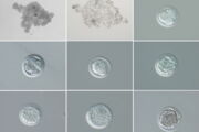 in-vitro-Embryonenentwicklung beim Nördlichen Breitmaulnashorn Foto: BioRescue/Avantea