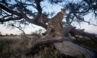 A floating male cheetah at a marking tree in central Namibia (photo by Jan Zwilling)