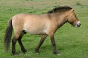 Przewalski Pferd Autor: A. Ludwig/Leibniz-IZW