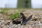 Schlagopfer an Windkraftanlage, Autor: Christian Voigt