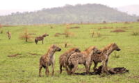 Spotted hyenas (Crocuta crocuta) in the Serengeti (photo by Sonja Metzger)