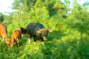 Banteng Author: Petra Kretzschmar/Leibniz-IZW