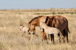 Zwei neugeborene Przewalski-Pferde in Alibi, Kasachstan (Foto: Albert Salemgareyev, ACBK)