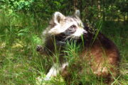 Waschbär mit GPS-Halsband. Foto: Carolin Weh/Leibniz-IZW