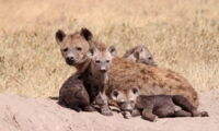 A spotted hyena mother caring for its cubs (photo by Oliver Höner/Leibniz-IZW)