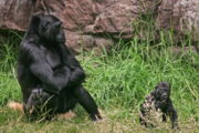 Weiblicher Gorilla mit 8 Monate altem Jungtier in einem Zoo