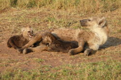 Spotted hyenas. Foto: IZW