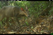 Large antlered muntjac / Autoren: Leibniz-IZW, WWF-Vietnam, USAID Song Thanh Nature Reserve