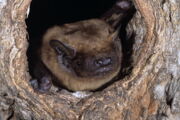 Nyctalus noctula, Foto: Uwe Hoffmeister