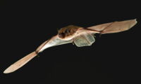 Flying bat (Pipistrellus nathusii); Copyright (c) Christian Giese