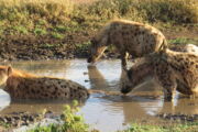 Tüpfelhyänen in der Serengeti. Foto: Marion L East/IZW