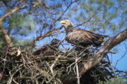 Seeadler mit Jungvogel im Horst. Foto: Oliver Krone