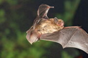 Mückenfledermaus (Pipistrellus pygmaeus), Foto: Christian Giese