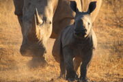 Breitmaulnashorn mit Nachwuchs in Südafrika (Foto: Robynne Prinsloo)
