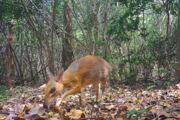 Silver-backed Chevrotain, Autor: Andrew Tilker/Leibniz-IZW