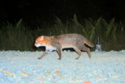 Flachkopfkatze: Aufgenommen mit der Kamerafalle im Tangkulap Waldschutzgebiet, Sabah, Malaysisch-Borneo, am 18. März 2009. Bildautor: Azlan Mohamed & Andreas Wilting/IZW, SFD, SWD