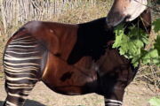 Ein Okapi, das Symboltier der Deutschen Gesellschaft für Säugetierkunde (Foto: Cora Knoblauch)