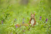 Eichhörnchen, Foto: Jon A. Juárez