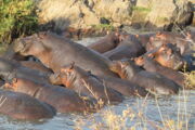 Ansammlung von Flusspferden in einer der letzten geeigneten Wasserstellen am Ende der Trockenperiode im Ruaha-Nationalpark (Tansania). Foto: Claudia Stommel/IZW