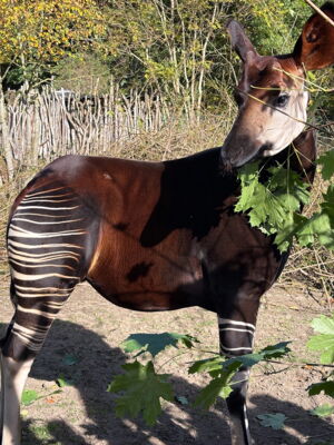 Ein Okapi, das Symboltier der Deutschen Gesellschaft für Säugetierkunde (Foto: Cora Knoblauch)
