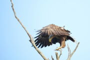 Seeadler im Landeanflug; (c) Oliver Krone