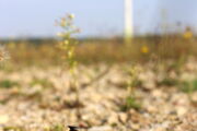 Windkraftanlage und Rauhautfledermaus, Foto: Christian Voigt