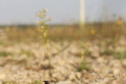 Schlagopfer Rauhautfledermaus Foto: CC Voigt, Leibniz-IZW