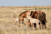 Zwei neugeborene Przewalski-Pferde in Alibi, Kasachstan (Foto: Albert Salemgareyev, ACBK)