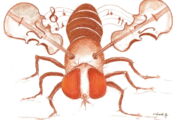 Fruchtfliege (Violin Fly) /Patrick Debelle