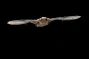 Rauhautfledermaus, Foto: René Janssen