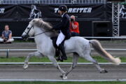 Islandpony im Passschritt während einer Weltmeisterschaft. Foto: Monika Reissmann