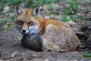Fuchs. Foto: Sophia Kimmig/IZW