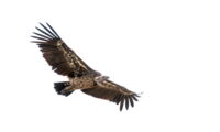 A Rüppell's vulture (Gyps rueppelli) soaring in the sky (photo by Jon A. Juarez)