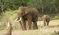 Asian elephant, Authors:  Priya Davidar & Jean-Philippe Puyravaud