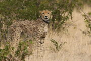 Cheetah, Autor: R.Portas, Leibniz-IZW