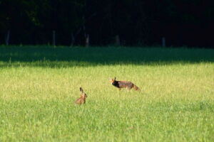 Fuchs und Hase (Foto: Brigitte Peters)