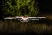 Rauhhautfledermaus, Pipistrellus nathusii  Autor: Christian Giese
